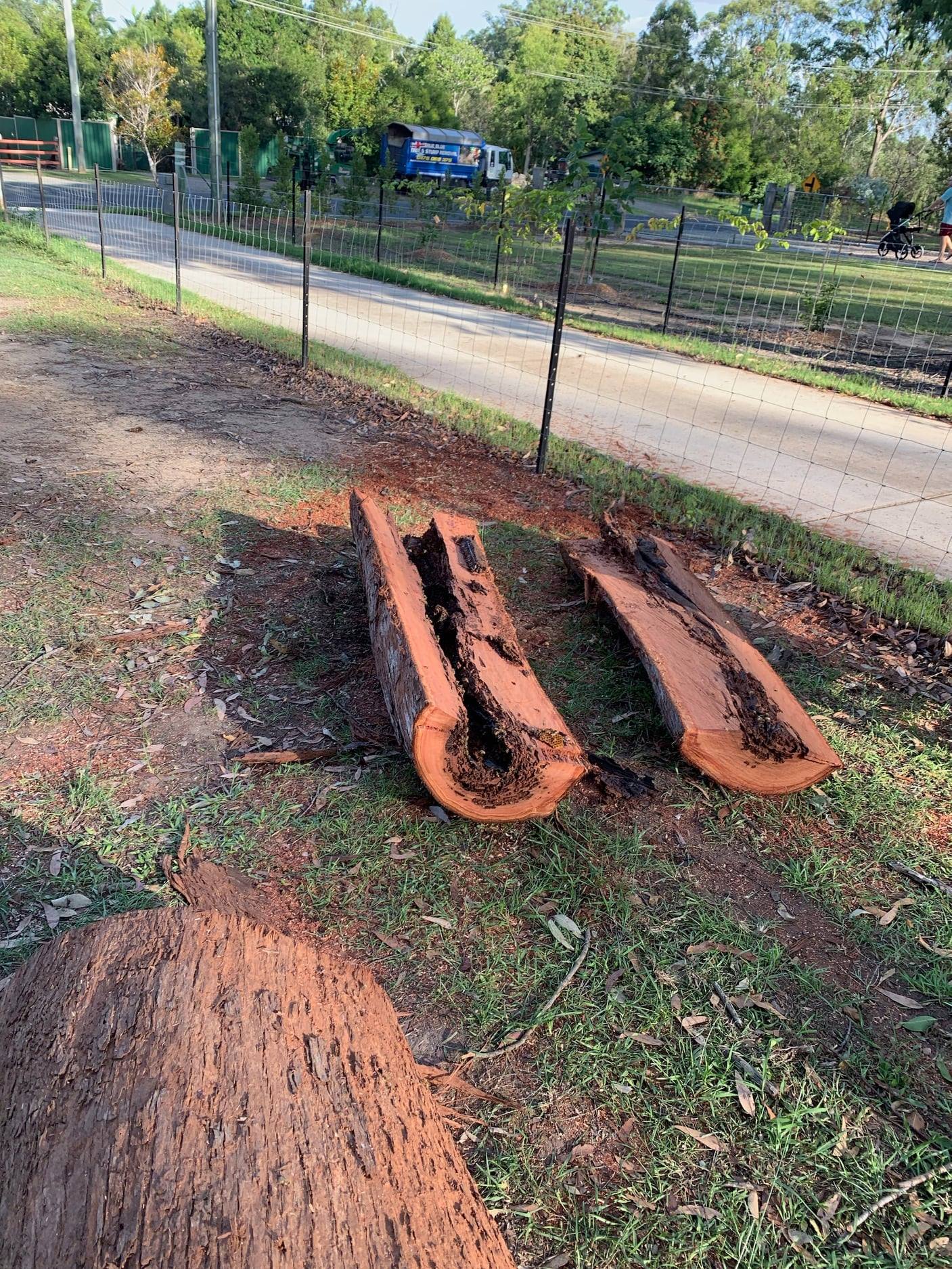 Tree Split Down — Buderim, QLD — True Blue Tree and Stump Removal