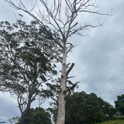 Large and Dangerous Tree Removal — Buderim, QLD — True Blue Tree and Stump Removal