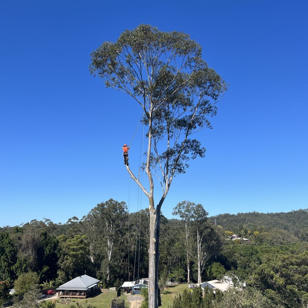 Efficient Service — Buderim, QLD — True Blue Tree and Stump Removal