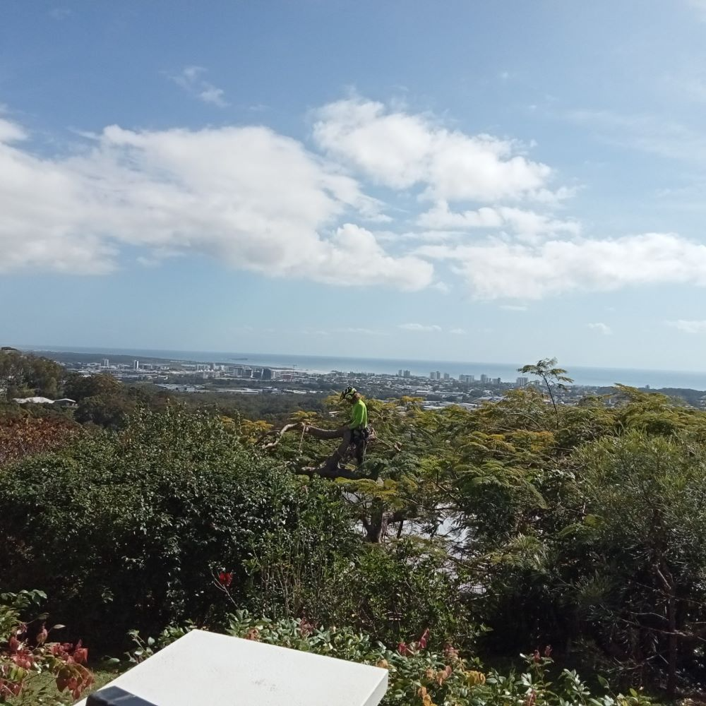 Trained Team — Buderim, QLD — True Blue Tree and Stump Removal