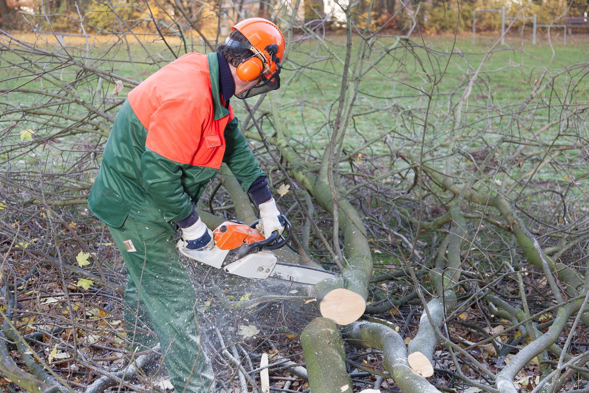 An experienced arborist providing professional tree removal services in Sunshine Coast