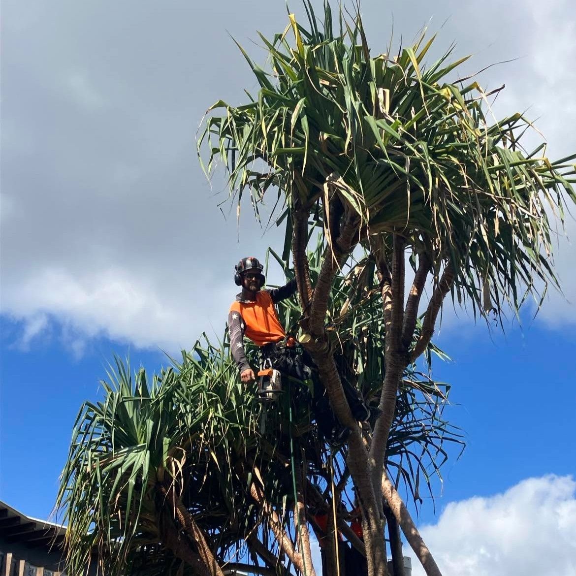 Tree Specialists — Buderim, QLD — True Blue Tree and Stump Removal