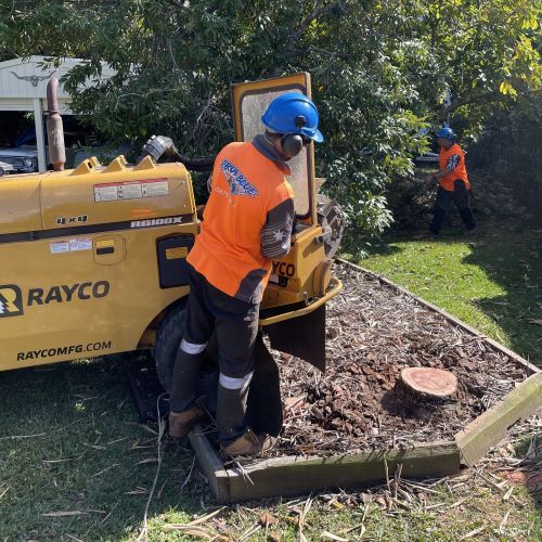 Stump Grinding Expert — Buderim, QLD — True Blue Tree and Stump Removal