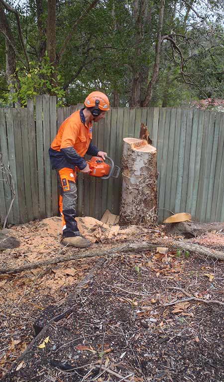 Easily Remove a Tree Stump — Buderim, QLD — True Blue Tree and Stump Removal