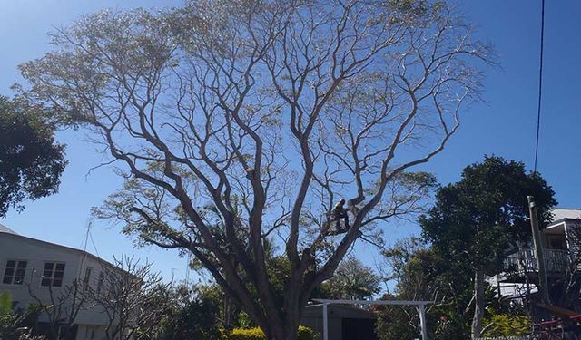 Tree Trimming Service and Care — Buderim, QLD — True Blue Tree and Stump Removal