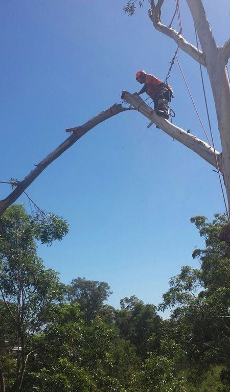 Tree Removal in Action — Buderim, QLD — True Blue Tree and Stump Removal