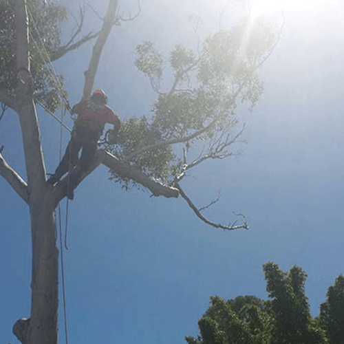 Pruning and Trimming Trees — Buderim, QLD — True Blue Tree and Stump Removal