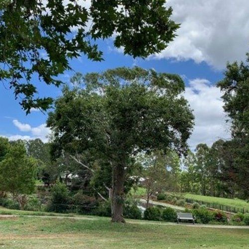 Professional Crown Reduction — Buderim, QLD — True Blue Tree and Stump Removal