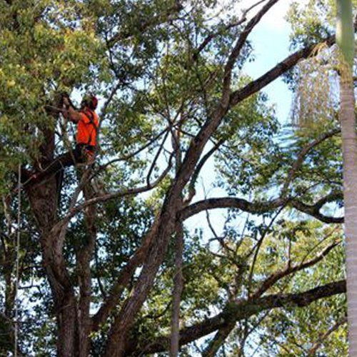 Tree Crown Reduction and Shaping — Buderim, QLD — True Blue Tree and Stump Removal