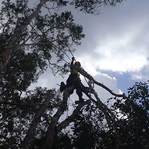Dangerous Backyard Trees Removal — Buderim, QLD — True Blue Tree and Stump Removal