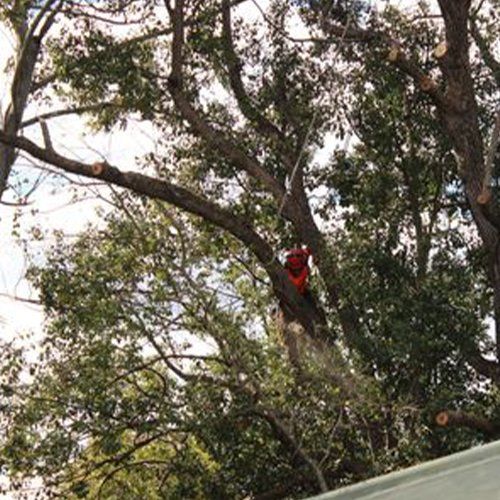 Professional Deadwood Removal — Buderim, QLD — True Blue Tree and Stump Removal