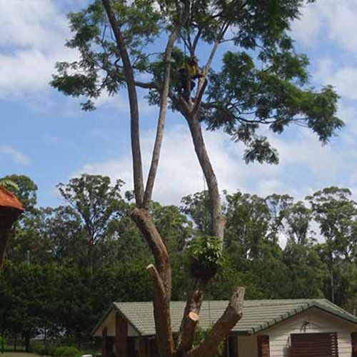 Deadwood Removal for Safety — Buderim, QLD — True Blue Tree and Stump Removal