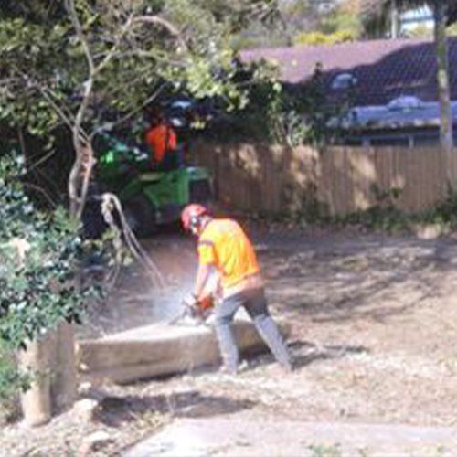 Benefits of Stump Removal — Buderim, QLD — True Blue Tree and Stump Removal