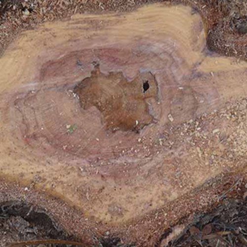 Professional Tree Stump Removal — Buderim, QLD — True Blue Tree and Stump Removal