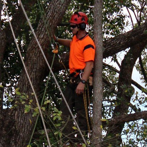Lopping and Tree Felling Service — Buderim, QLD — True Blue Tree and Stump Removal