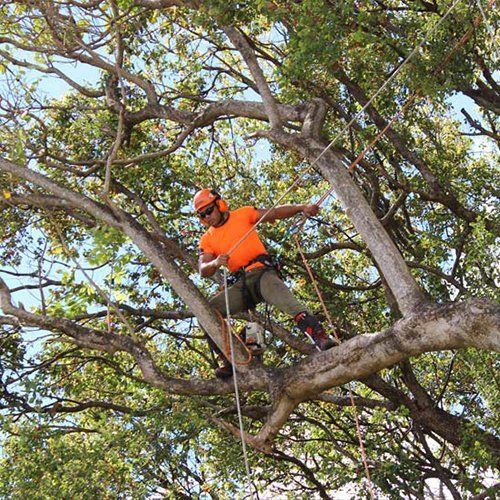 Tree Limb Removal Service — Buderim, QLD — True Blue Tree and Stump Removal