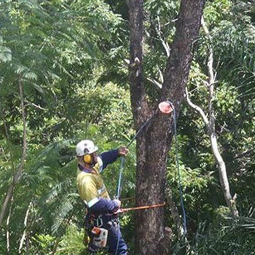 Tree Removal Expert — Buderim, QLD — True Blue Tree and Stump Removal
