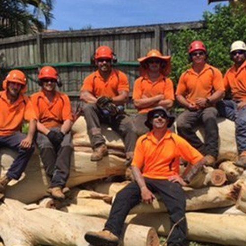 Tree Management Team — Buderim, QLD — True Blue Tree and Stump Removal