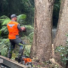 Tree Specialists — Buderim, QLD — True Blue Tree and Stump Removal