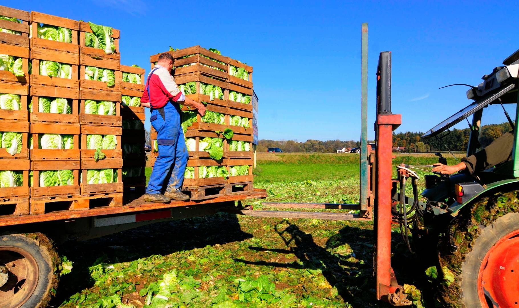 A man is standing on the back of a truck filled with crates of lettuce.