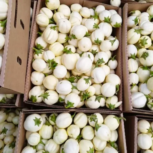 A bunch of boxes filled with white eggplant with green stems