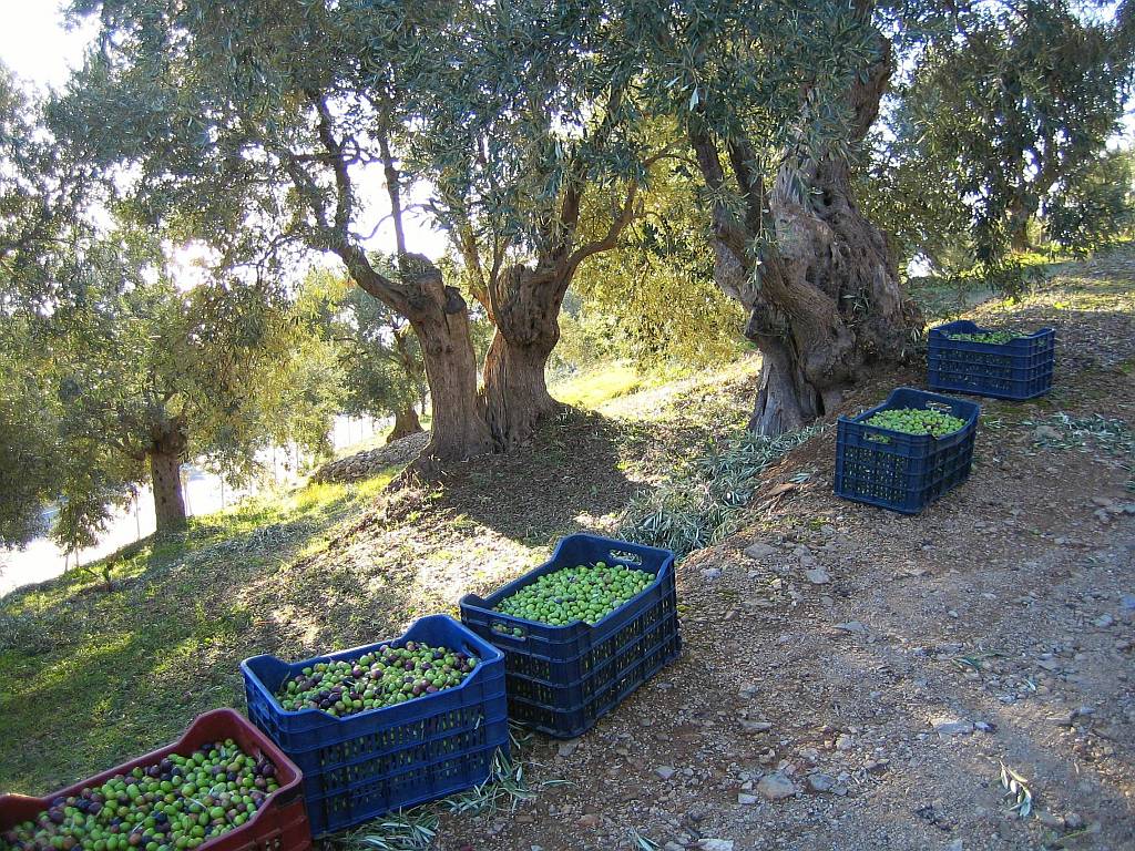 Olive harvest at the villa