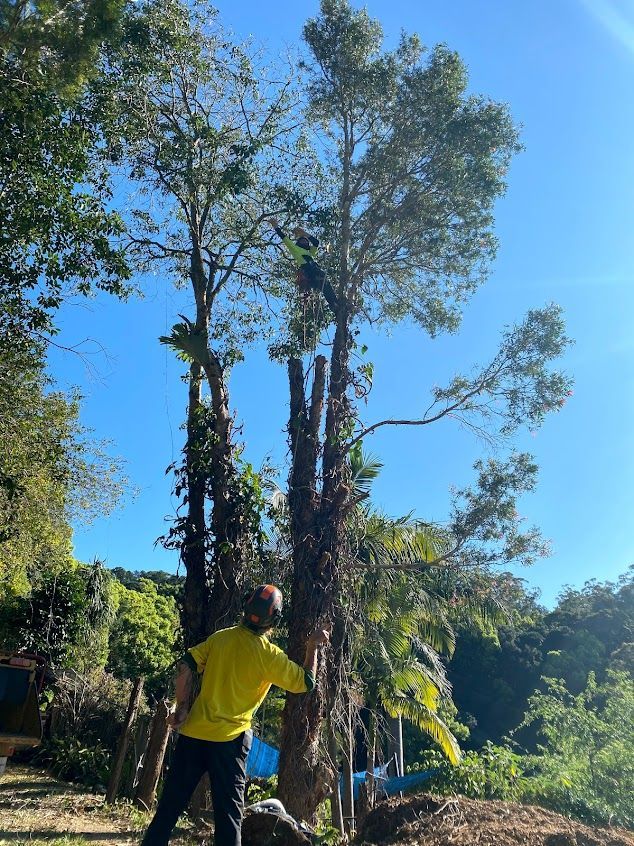 A Person in a Yellow Shirt Examines a Partially Cut Tree — AAA Trees On Tweed In Currumbin Valley, NSW