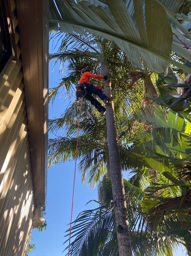 Arborist in Orange Shirt, Climbing a Palm Tree — AAA Trees On Tweed In Murwillumbah, NSW