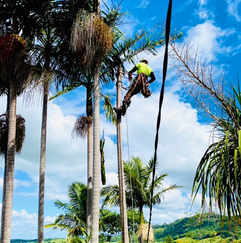 Arborist in A Tall Palm Tree, Using Ropes — AAA Trees On Tweed in Tyalgum, NSW