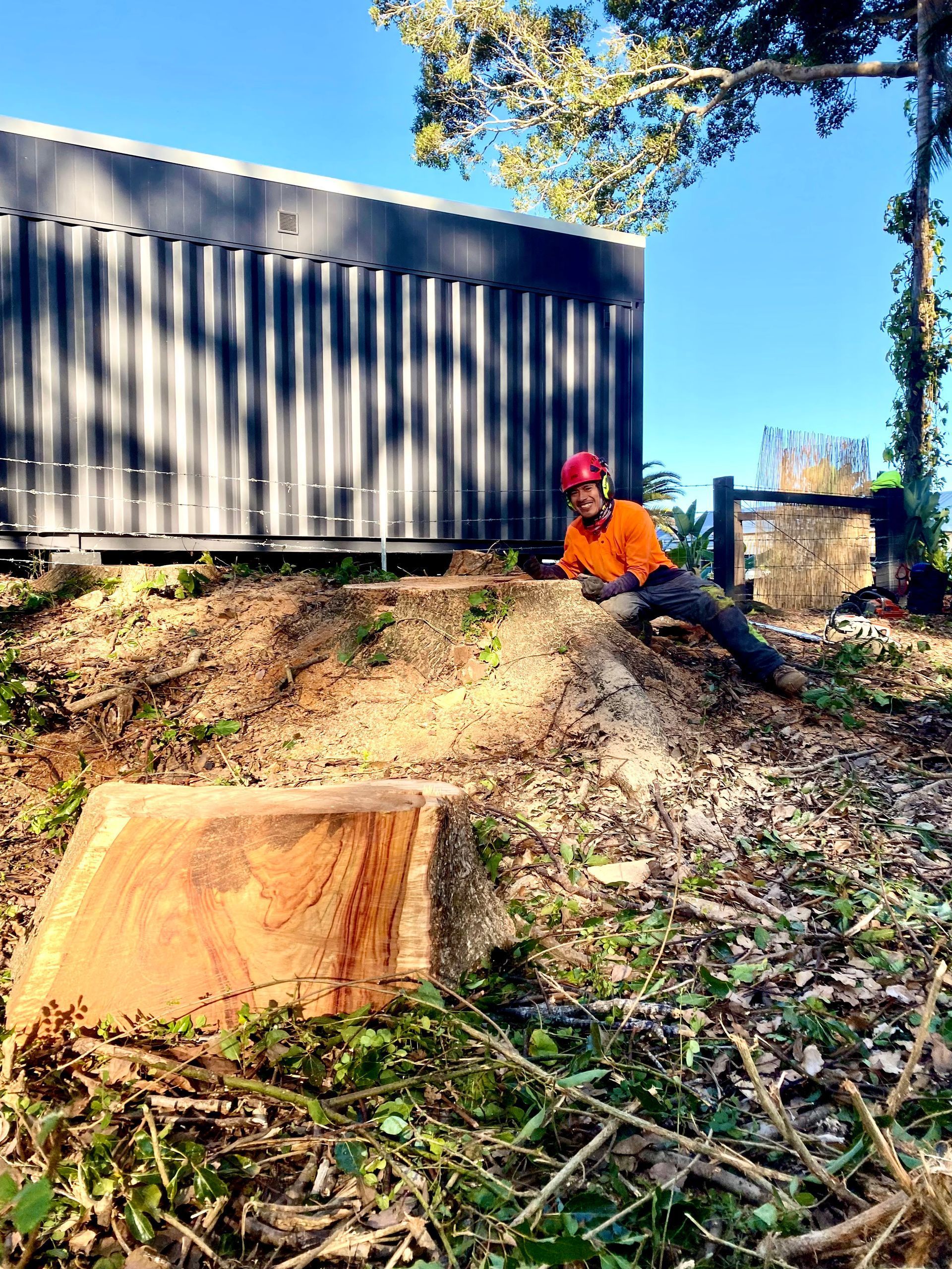 A Person in Safety Gear Sits Near Tree Stumps — AAA Trees On Tweed in Murwillumbah, NSW