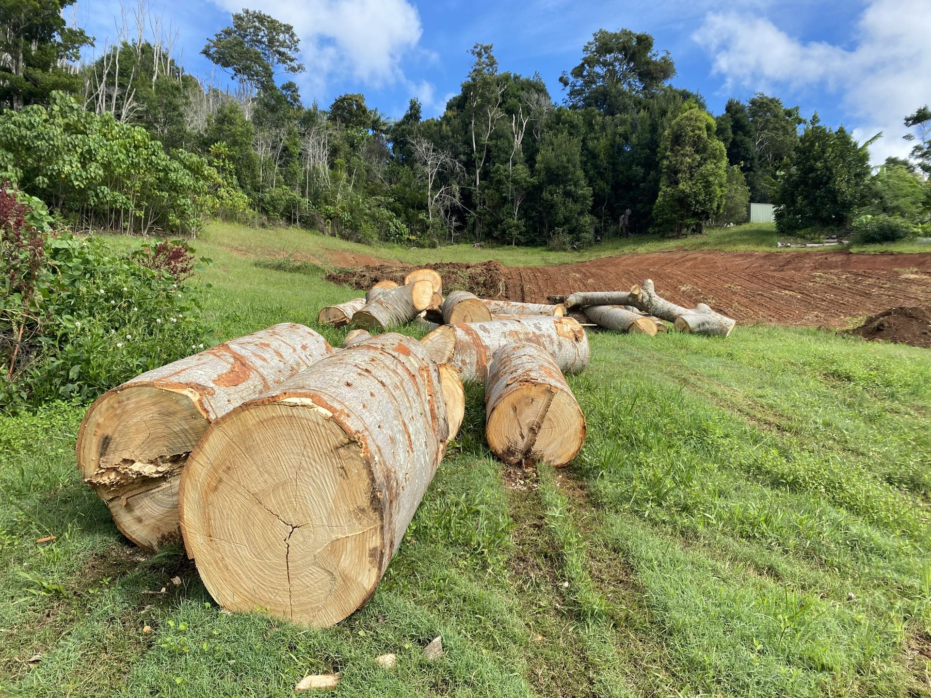 Logs of Cut Trees Lie on A Grassy Hillside — AAA Trees On Tweed in Suffolk Park, NSW