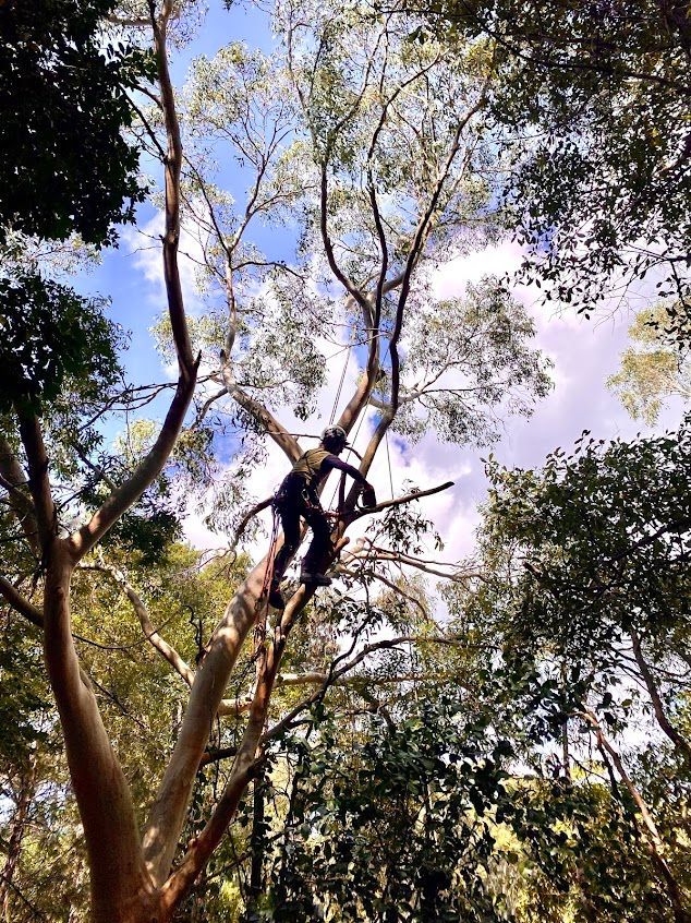 Person Climbing a Tall Tree With Light-coloured Trunk and Green Foliage — AAA Trees On Tweed In Murwillumbah, NSW