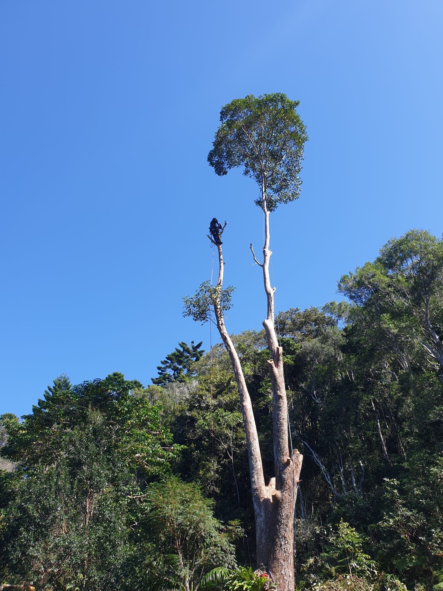Person Trimming a Tall Tree Against a Blue Sky — AAA Trees On Tweed In Byron Bay, NSW