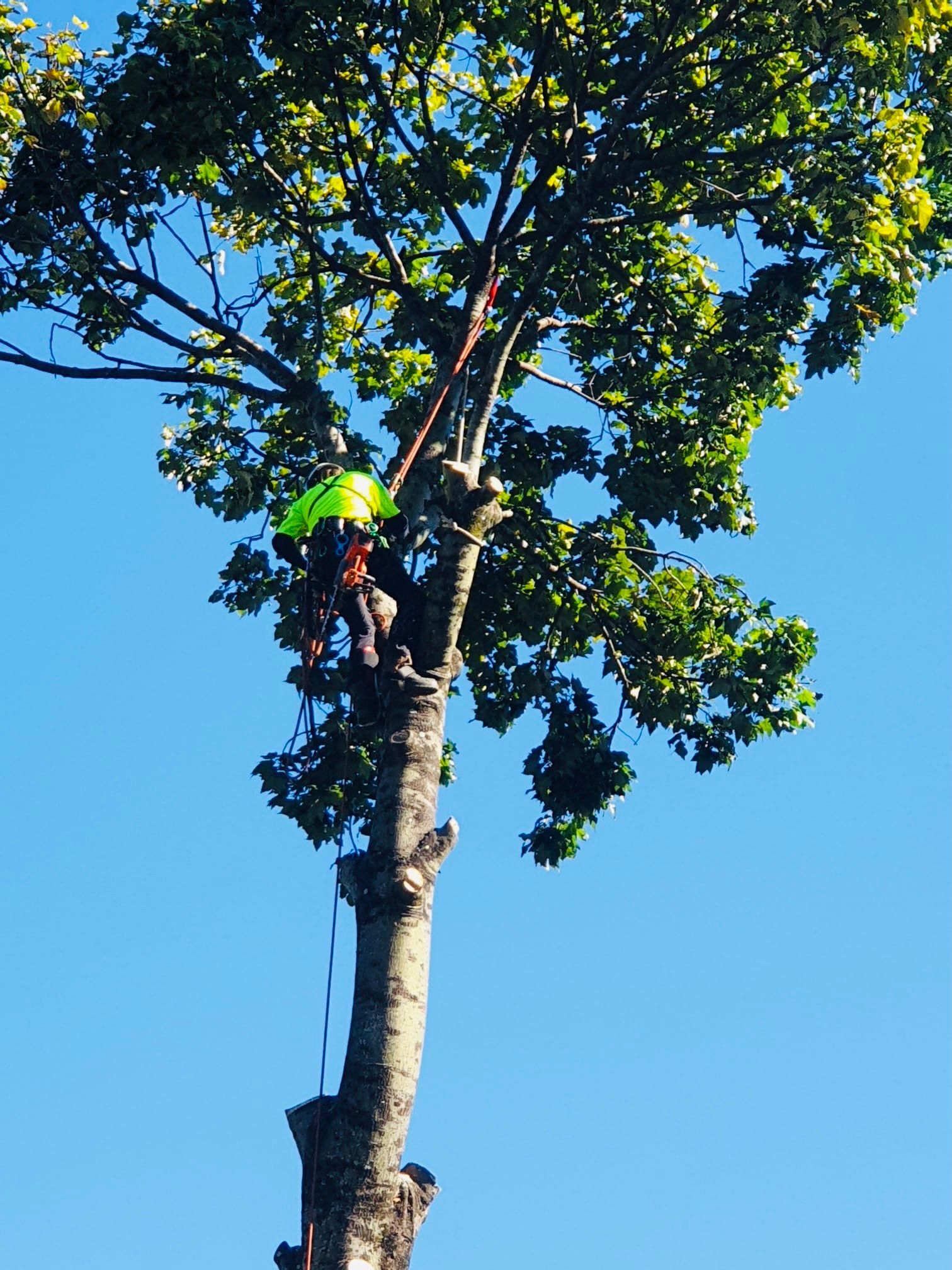 Arborist in a Tree, Wearing a Neon Vest — AAA Trees On Tweed In Kingscliff, NSW