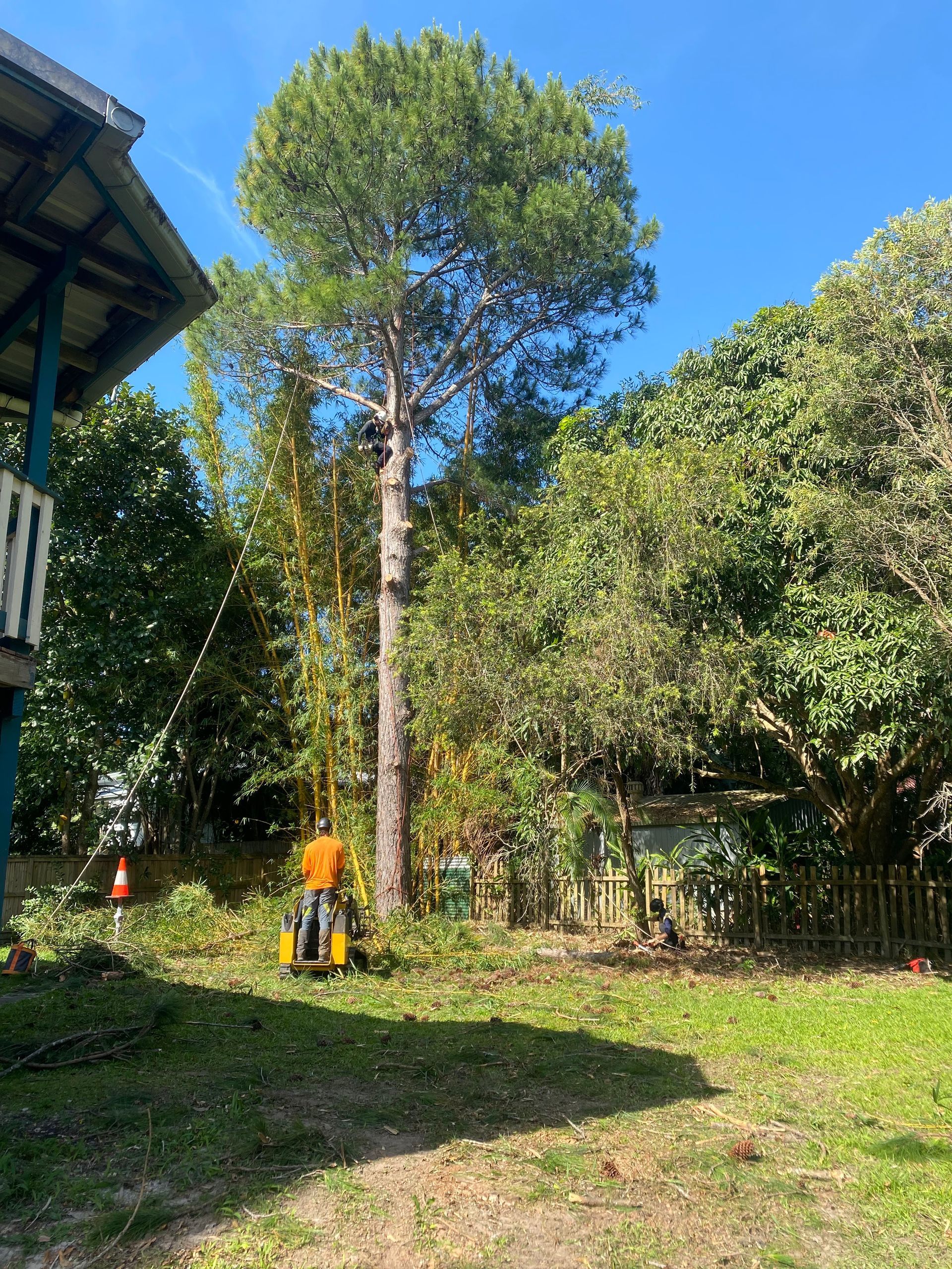 A Tall Tree Being Worked on by an Arborist — AAA Trees On Tweed In Murwillumbah, NSW