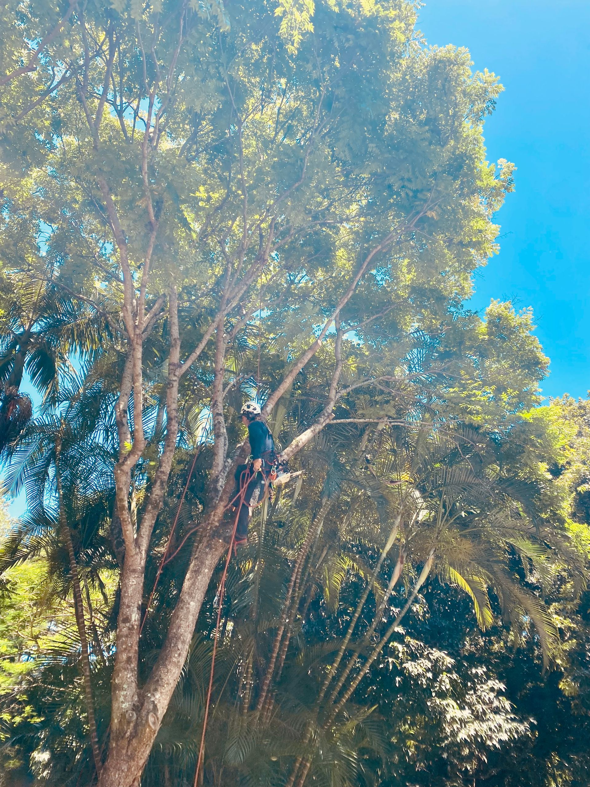 Person in Tree Pruning Branches Against a Bright Blue Sky — AAA Trees On Tweed in Casuarina, NSW