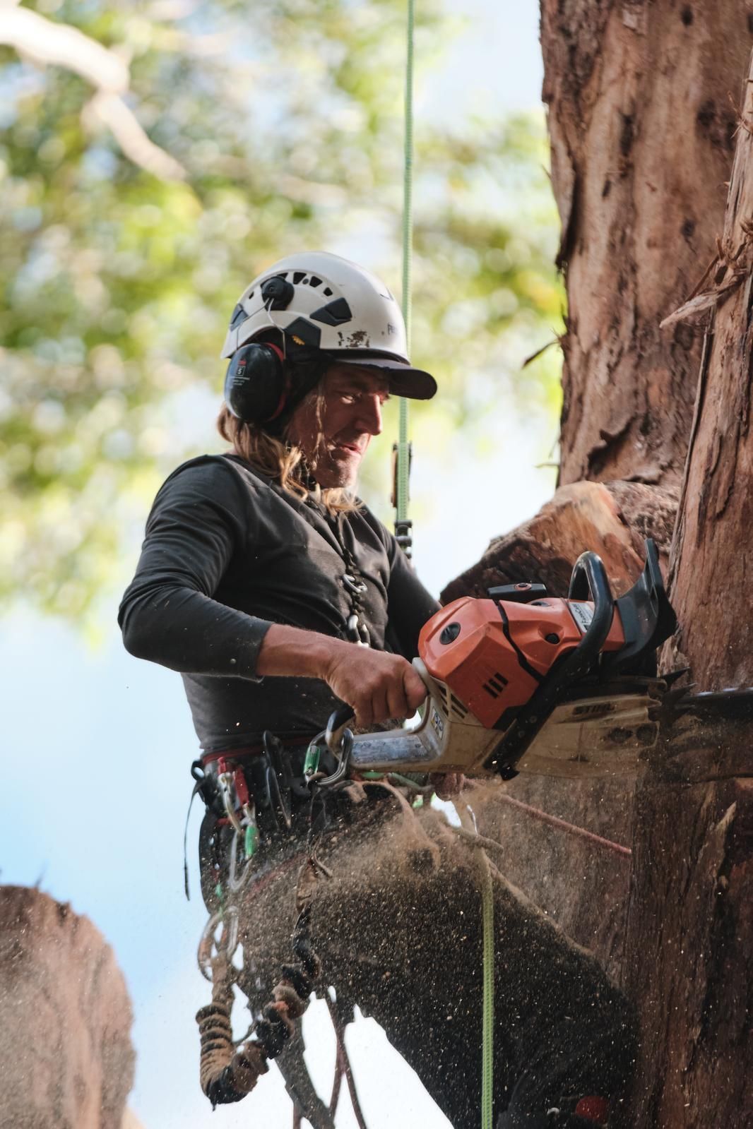 Arborist Wearing a Helmet and Safety Gear Cutting a Tree Branch With a Chainsaw — AAA Trees On Tweed In Kingscliff, NSW