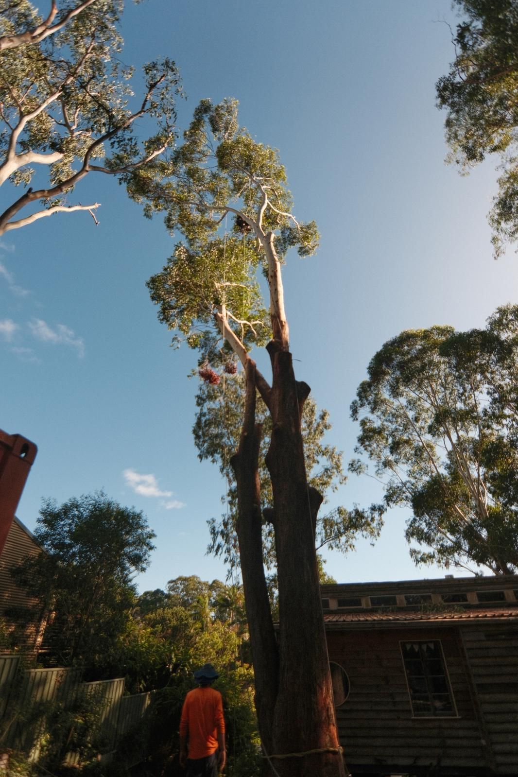 Tall Tree Being Trimmed by A Person Wearing an Orange Shirt — AAA Trees On Tweed in Alstonville, NSW