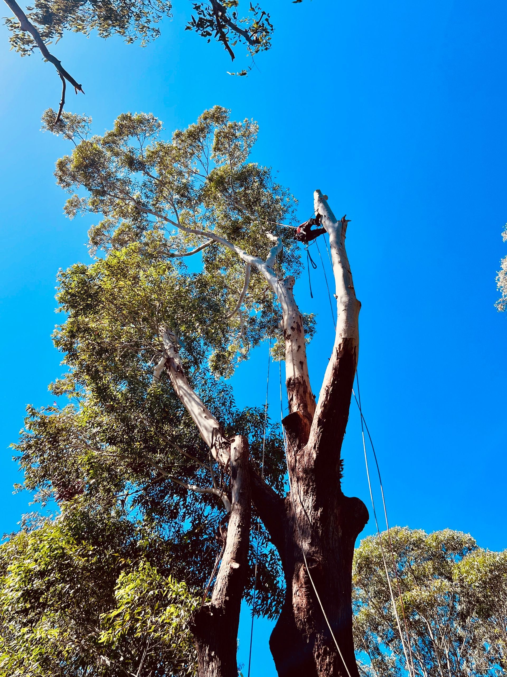 Tall Tree Being Trimmed Against a Bright Blue Sky — AAA Trees On Tweed In Banora Point, NSW