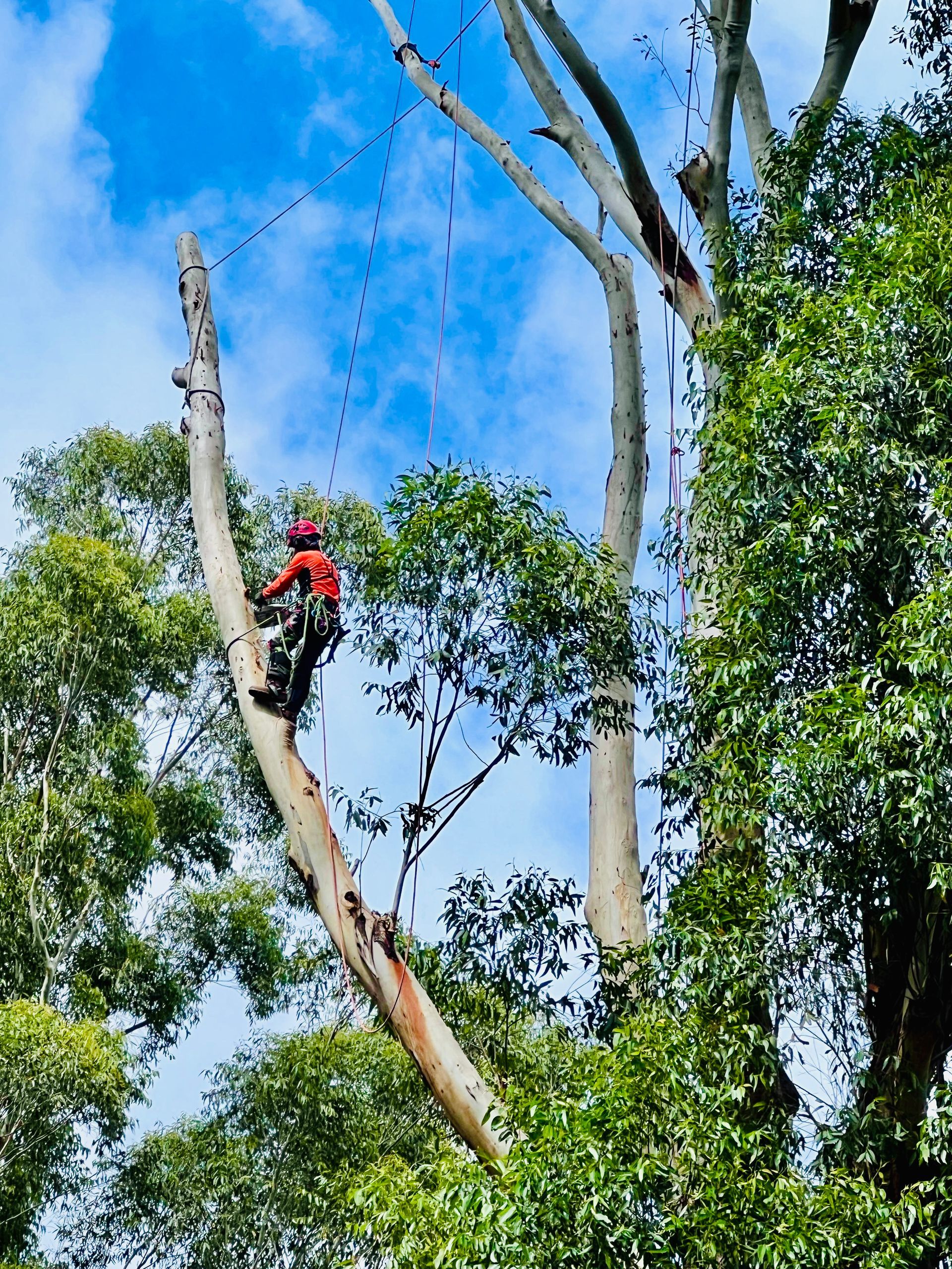 Arborist in Red Gear Climbing a Tall Tree, Cutting Branches — AAA Trees On Tweed In Currumbin Valley, NSW