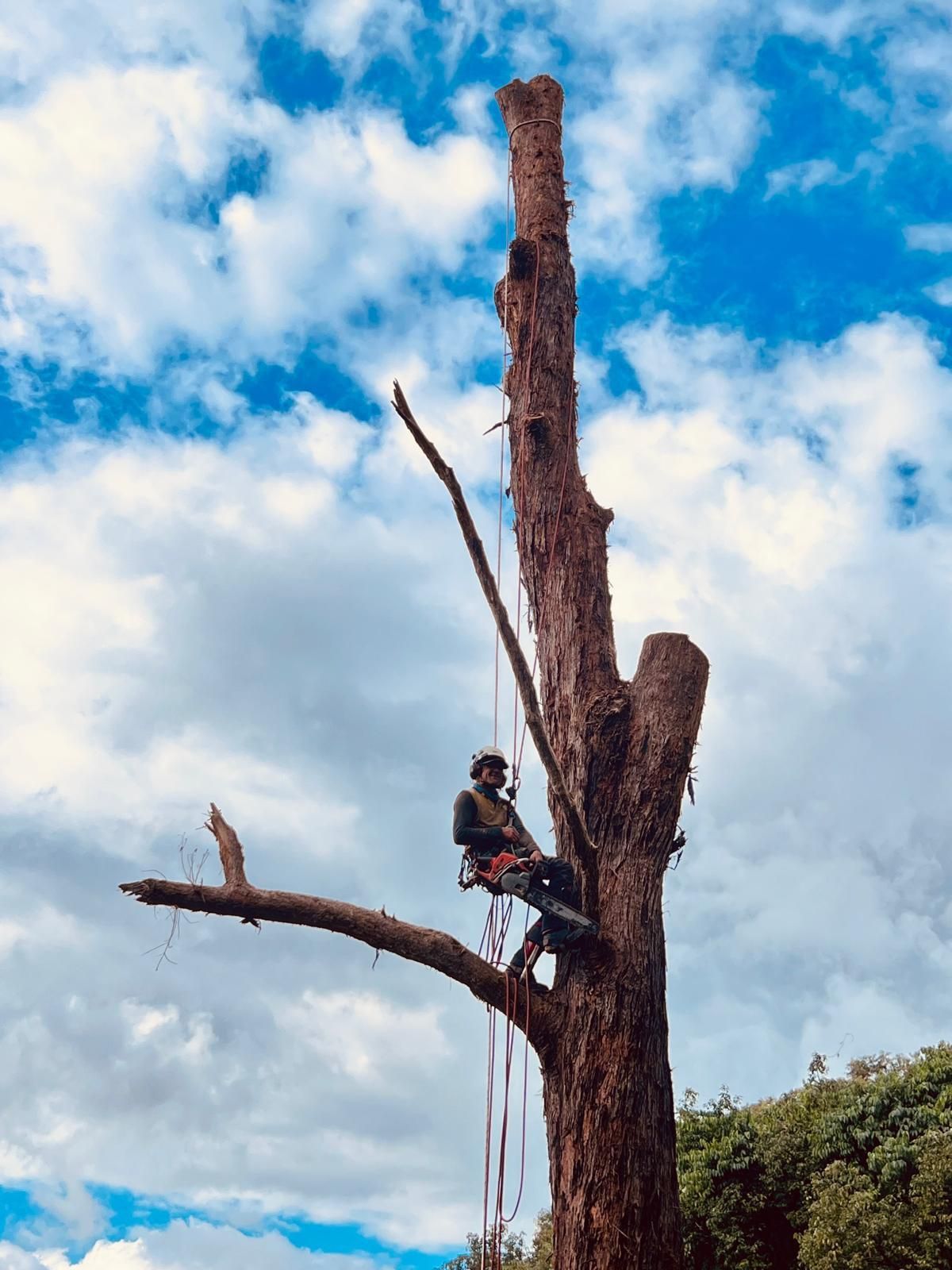 Arborist in a Tall, Bare Tree, Cutting Branches — AAA Trees On Tweed In Mullumbimby, NSW