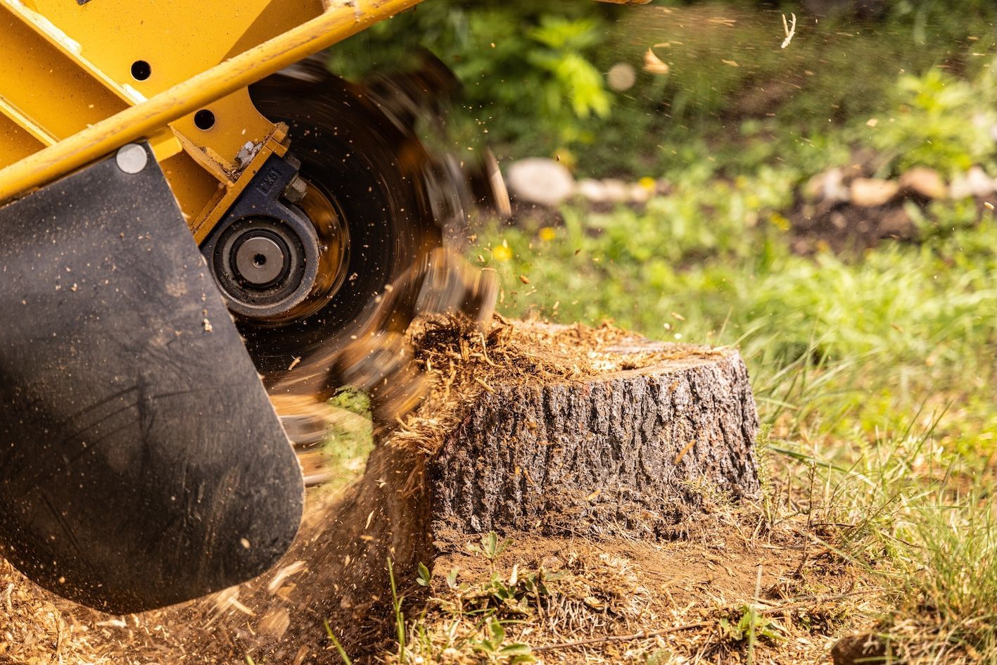 Stump Grinder Grinding Down a Tree Stump in A Grassy Yard — AAA Trees On Tweed in Lismore, NSW