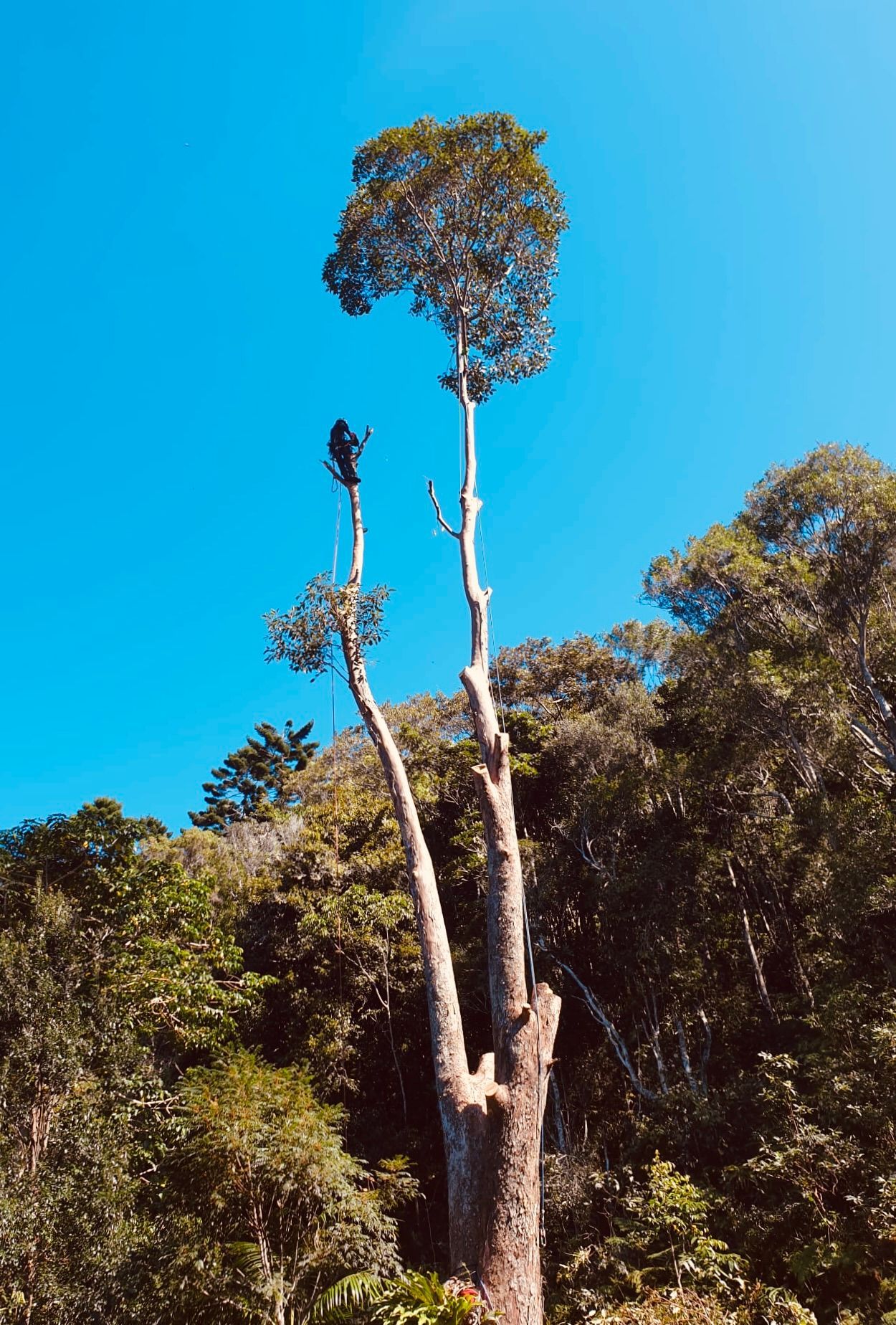 A Worker with Gear in The Branches Against a Blue Sky — AAA Trees On Tweed in Suffolk Park, NSW