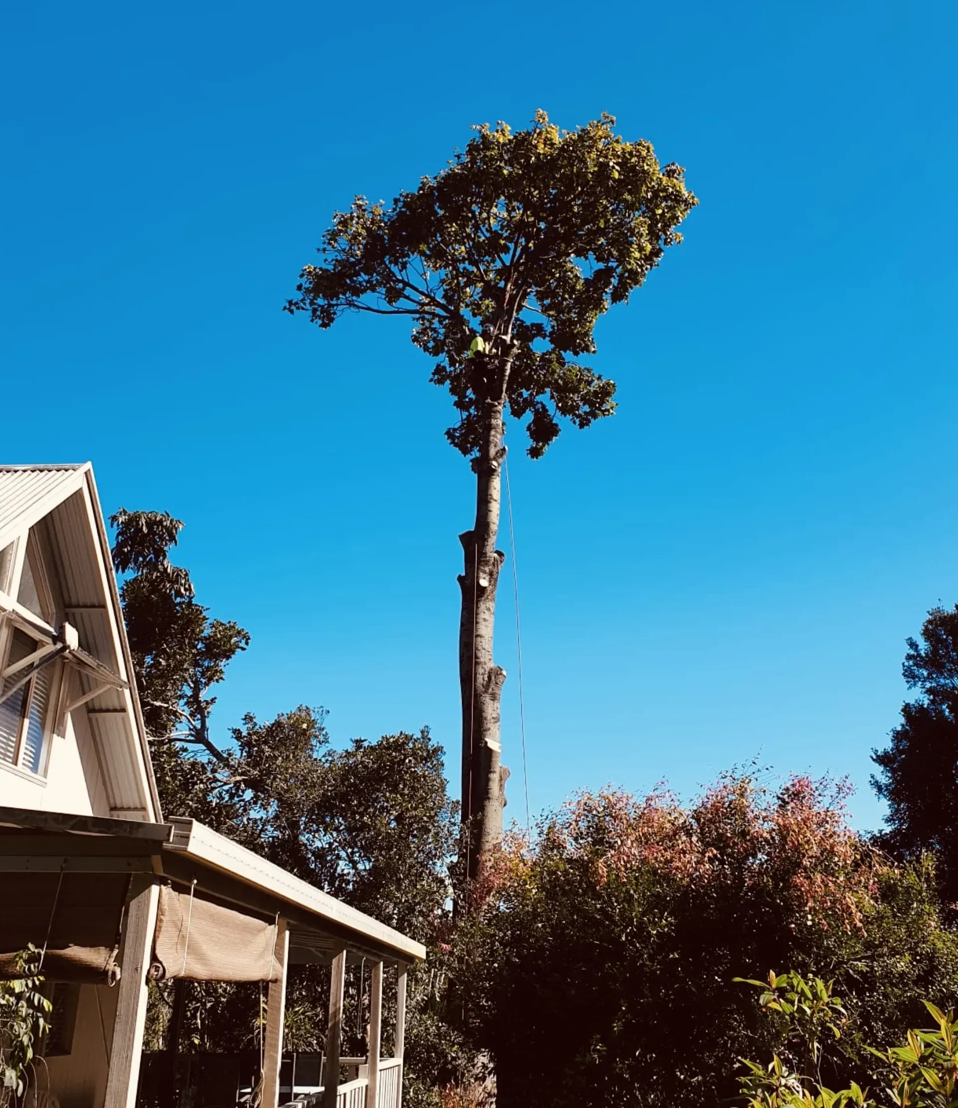 Tall Tree with A Partially Cut Trunk Against a Blue Sky — AAA Trees On Tweed in Ocean Shores, NSW