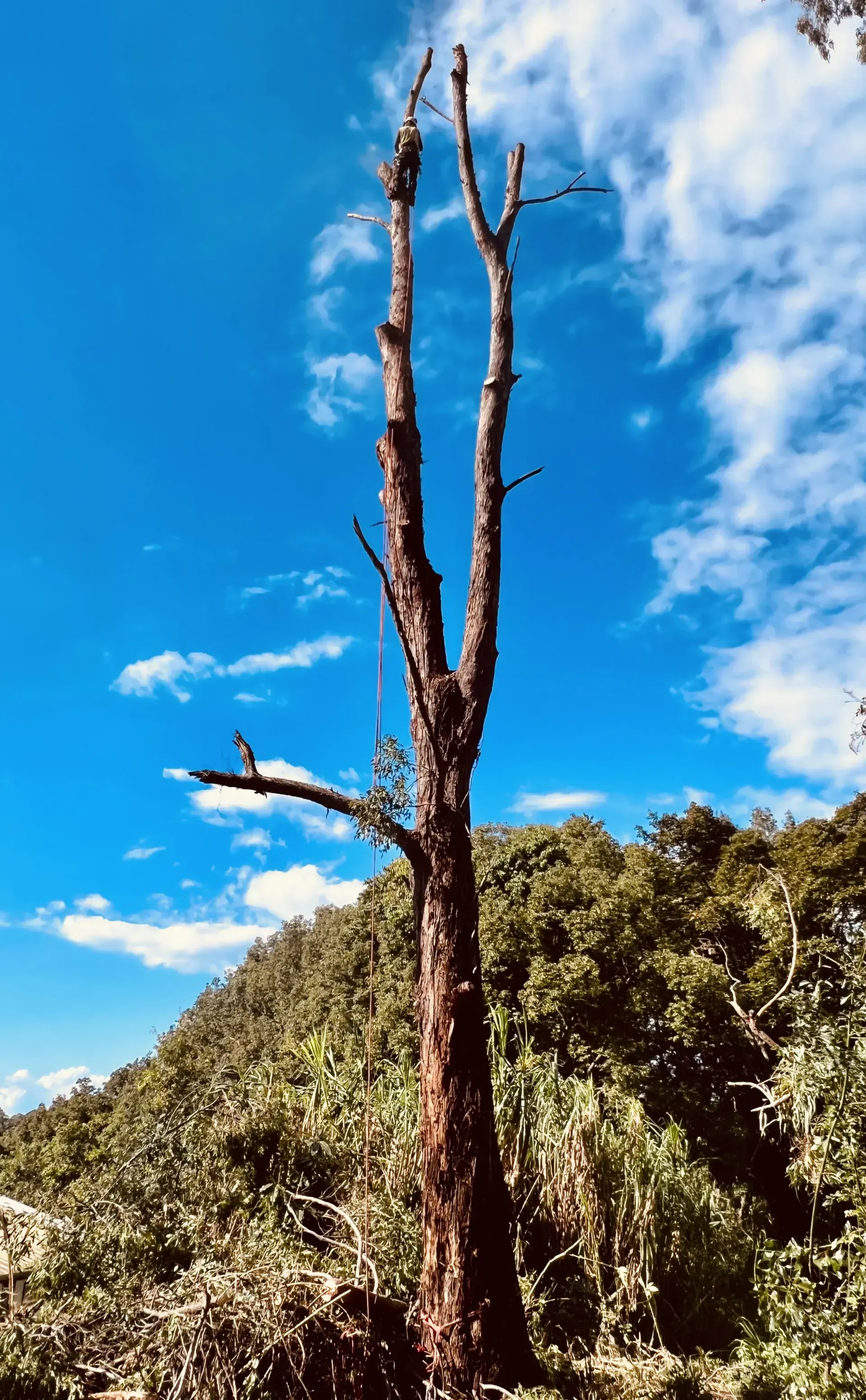 Dead Tree Against a Bright Blue Sky with White Clouds — AAA Trees On Tweed in Clunes, NSW