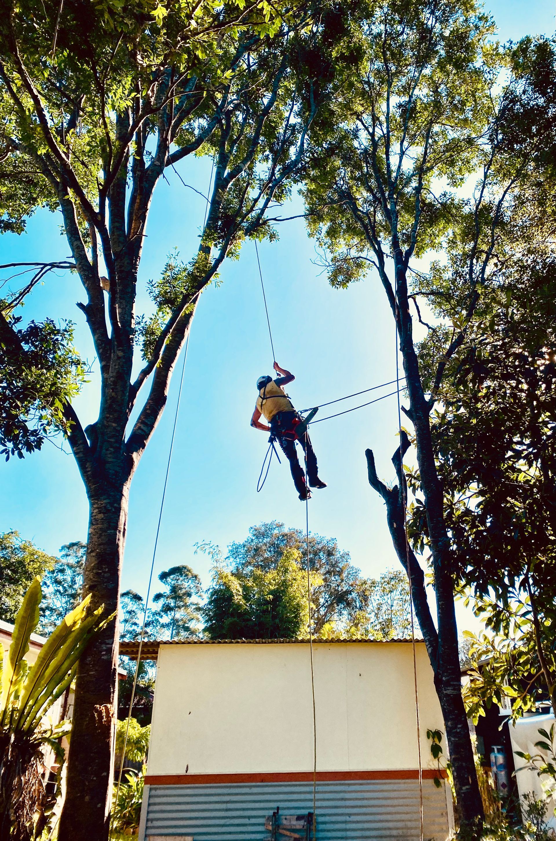 Person in a Tree, Cutting a Log With a Chainsaw. The Log is Suspended by a Rope — AAA Trees On Tweed In Murwillumbah, NSW