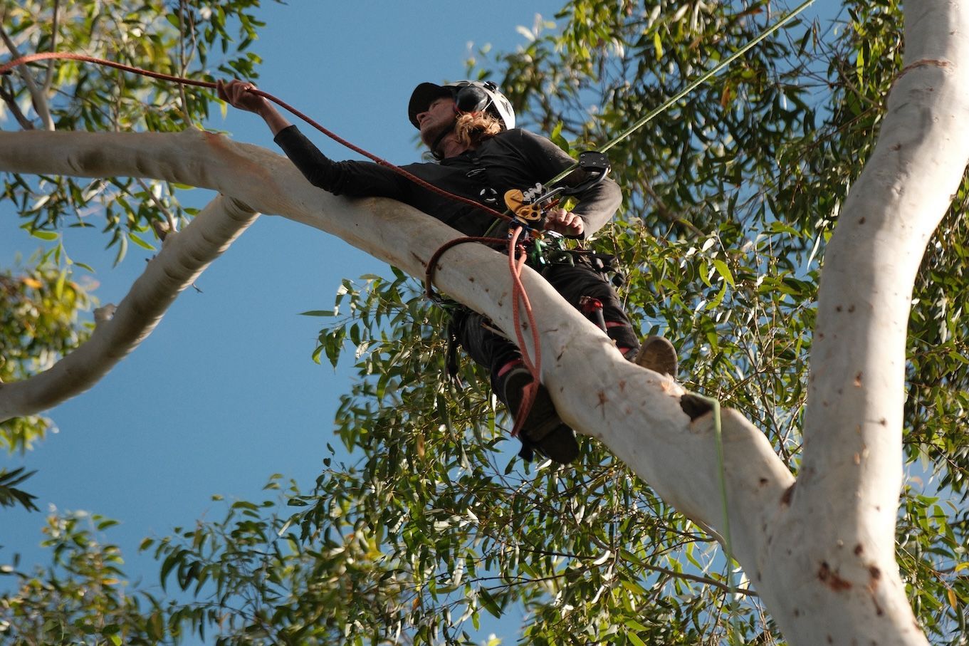 Arborist in A Tree, Securing a Rope — AAA Trees On Tweed in Brunswick Heads, NSW