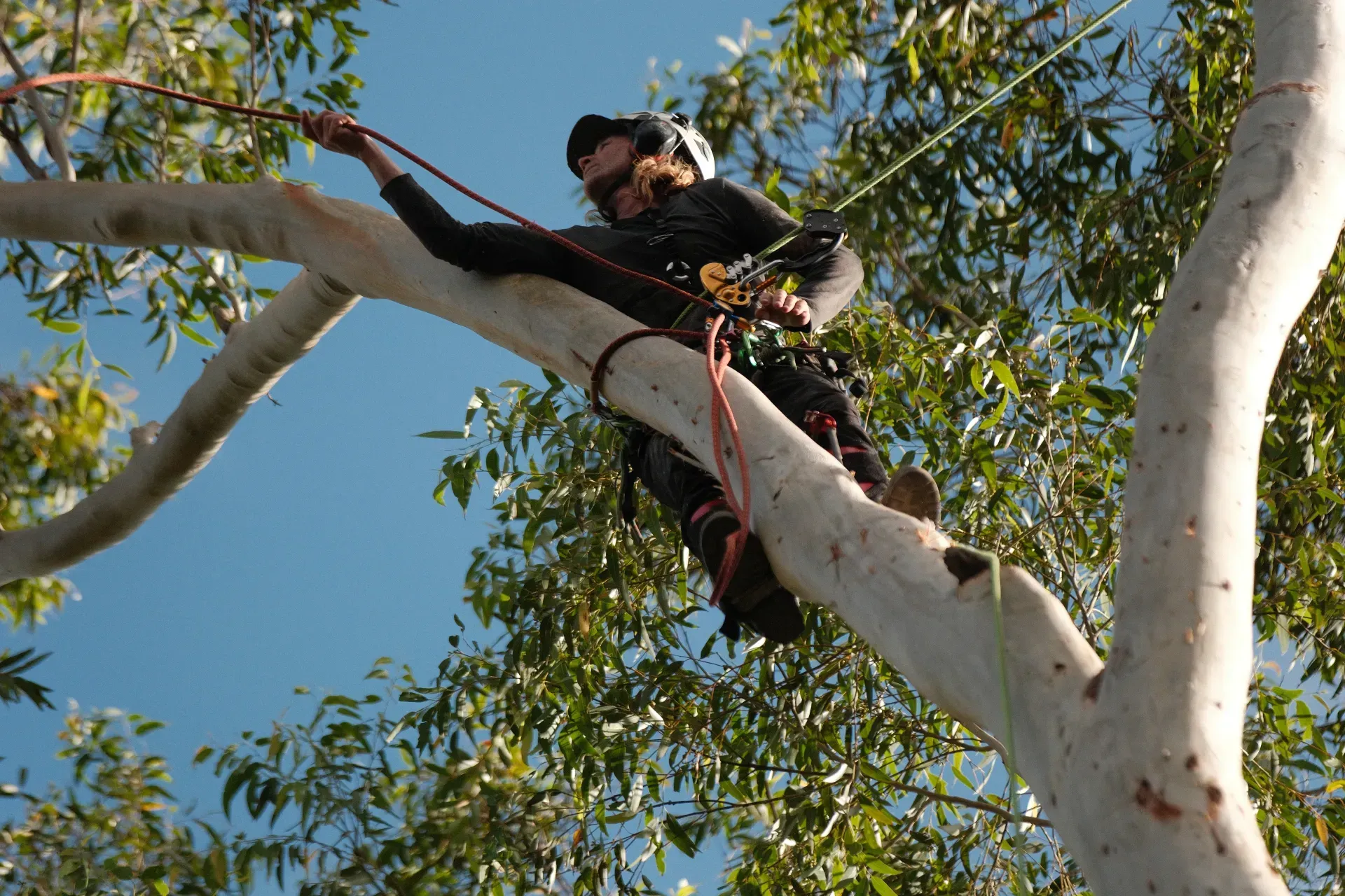 Tall Tree Being Trimmed by a Person in an Orange Shirt — AAA Trees On Tweed In Murwillumbah, NSW