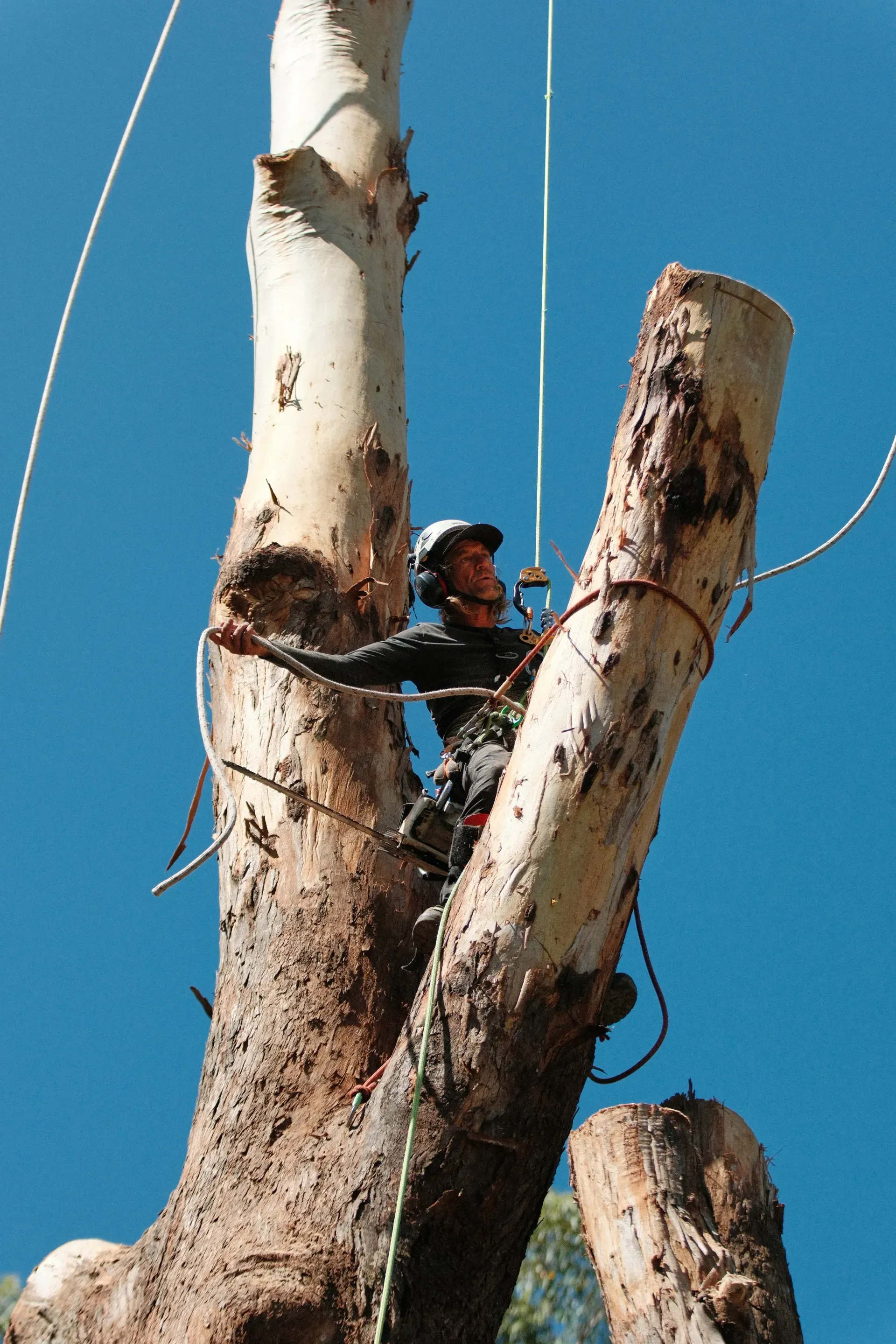 Arborist in A Tree, Using Ropes and Tools — AAA Trees On Tweed in Ballina, NSW