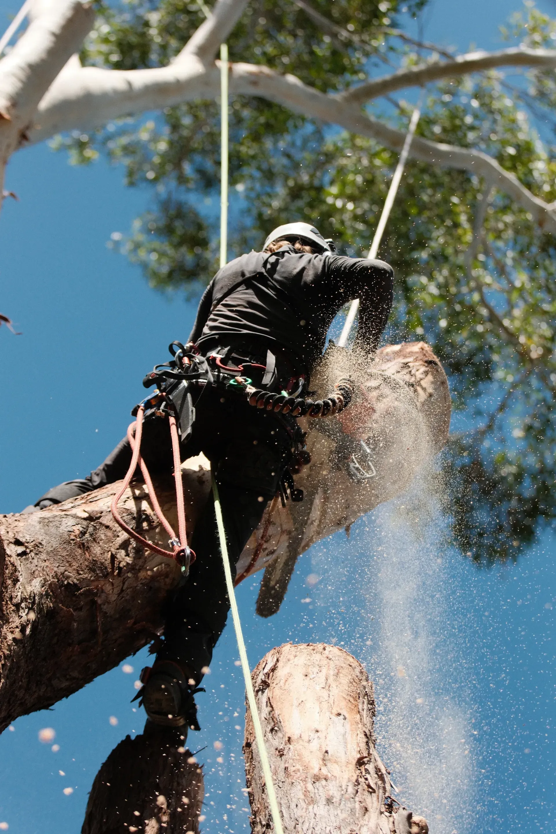 Arborist cuts a tree branch with a chainsaw, spraying water. Blue sky. — AAA Trees On Tweed In Mullumbimby, NSW